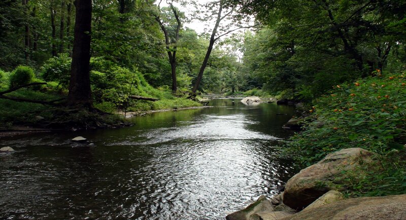 River in Forest — Green, Serene, Afternoon, Photograph, Trees, Rocks, Flowers