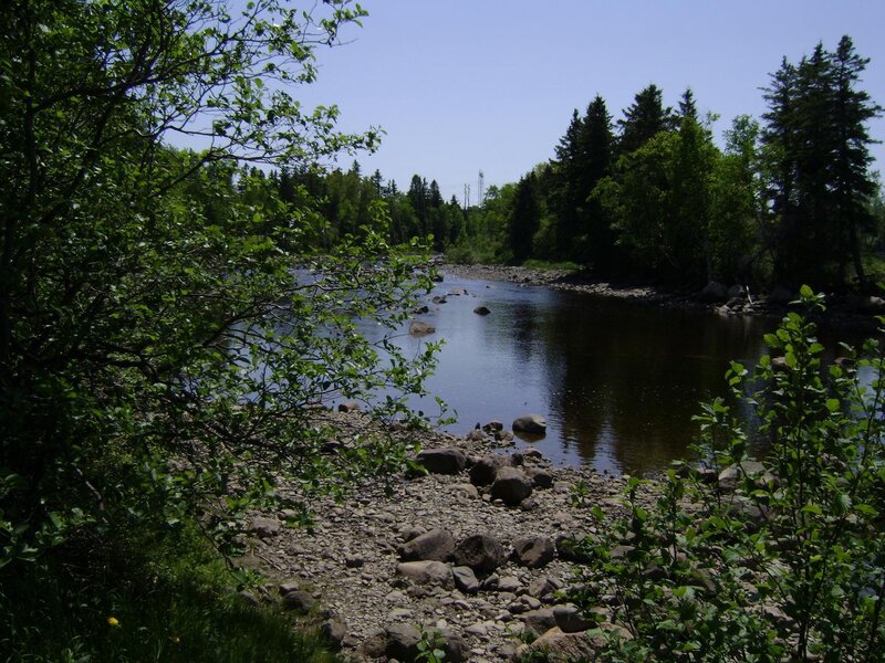 River in Forest — Green, Serene, Afternoon, Photograph, Trees, Rocks, Sky, Blue, Brown