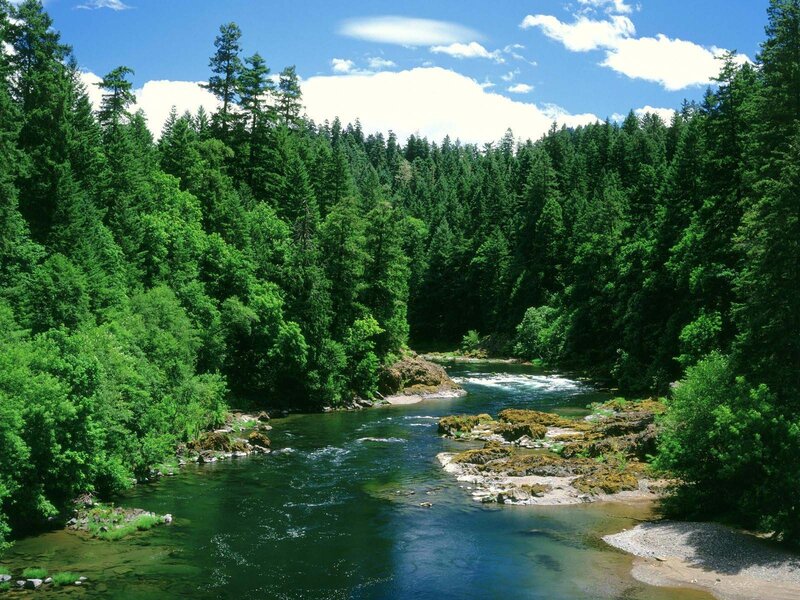 River in Forest — Green, Serene, Afternoon, Photograph, Trees, Rocks, Sky, Blue, White