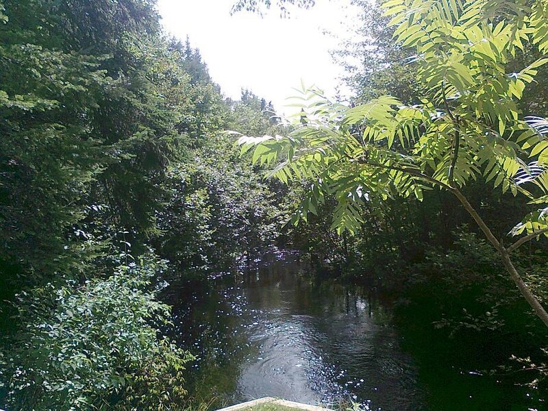 River in Forest — Green, Serene, Afternoon, Photograph, Trees, Stream