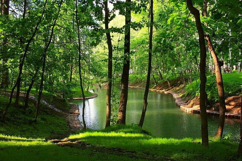 River in Forest — Green, Serene, Afternoon, Photograph, Trees