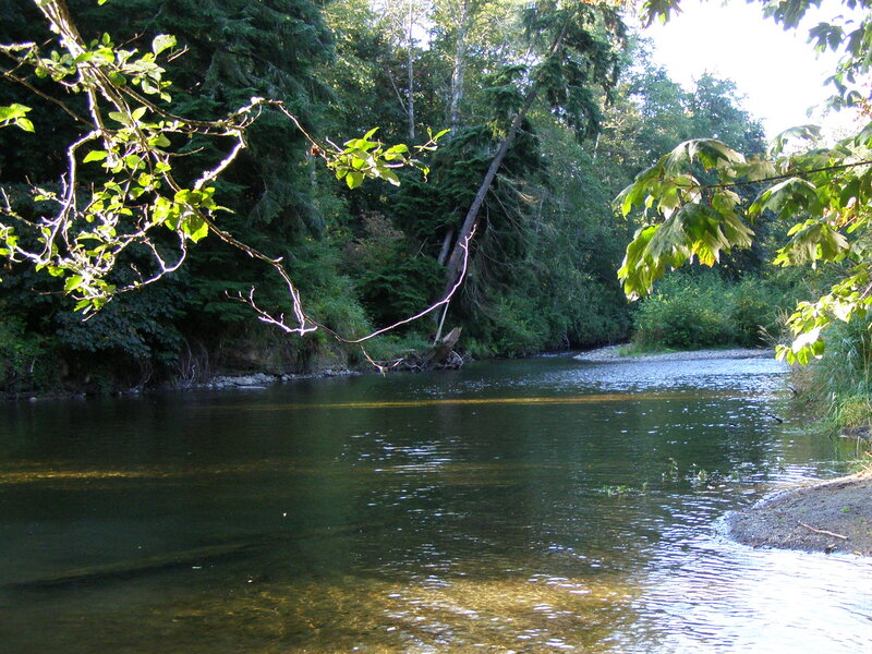 River in Forest — Green, Serene, Afternoon, Photograph, Trees, Water, Branches