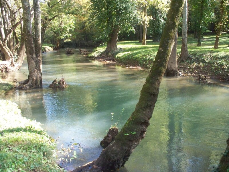 River in Forest — Green, Serene, Afternoon, Photograph, Trees, Water, Grass