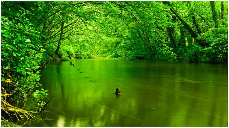 River in Forest — Green, Serene, Afternoon, Photograph, Trees, Water, Leaves