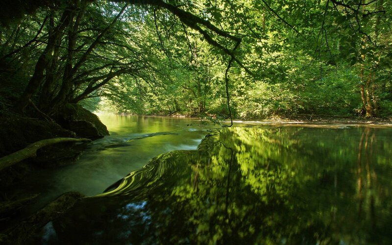 River in Forest — Green, Serene, Afternoon, Photograph, Trees, Water, Light