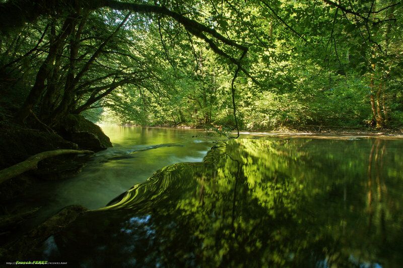 River in Forest — Green, Serene, Afternoon, Photograph, Trees, Water, Rocks, Brown, Blue