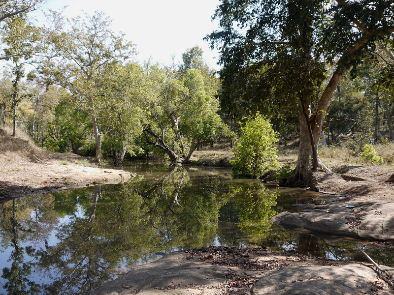 River in Forest — Green, Serene, Afternoon, Photograph, Trees, Water, Rocks