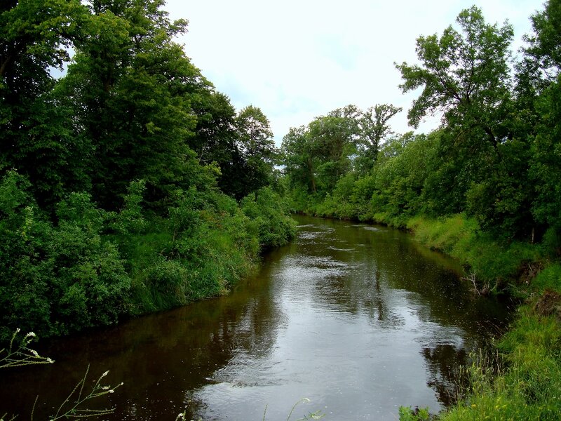 River in Forest — Green, Serene, Afternoon, Photograph, Trees, Water, Sky, Brown