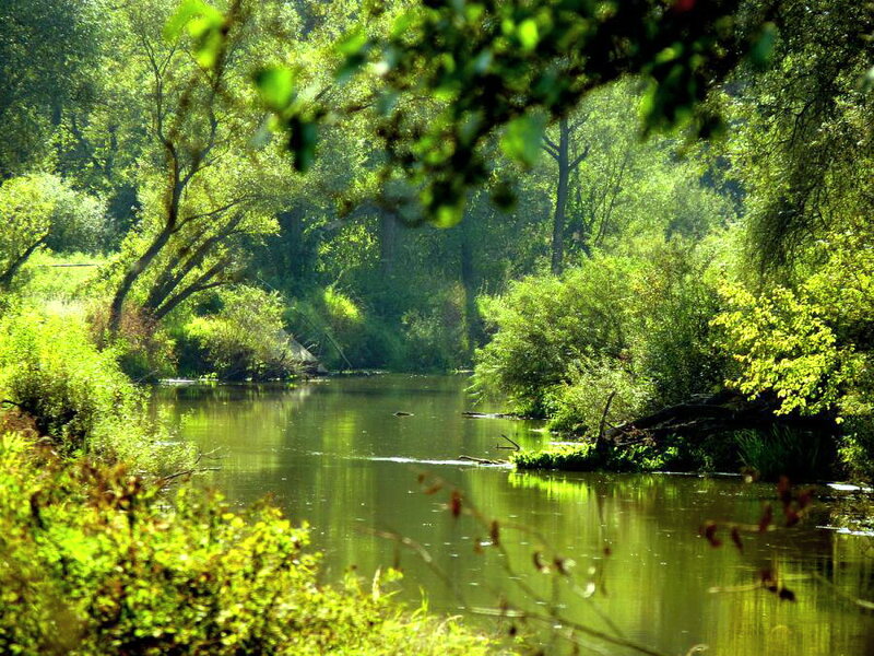 River in Forest — Green, Serene, Afternoon, Photograph, Trees, Water, Sunlight