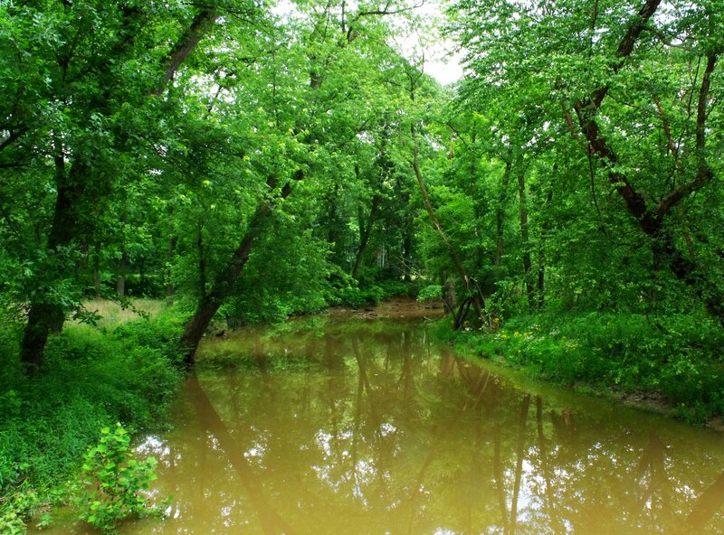 River in Forest — Green, Serene, Afternoon, Photograph, Trees, Water, Vegetation