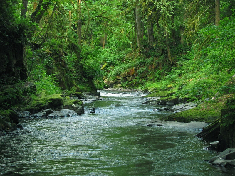 River in Forest — Green, Serene, Afternoon