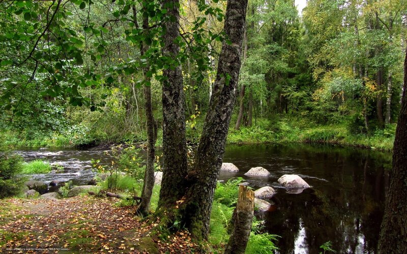 River in Forest — Green, Serene, Autumn, Photograph, Trees, Rocks, Fallen Leaves
