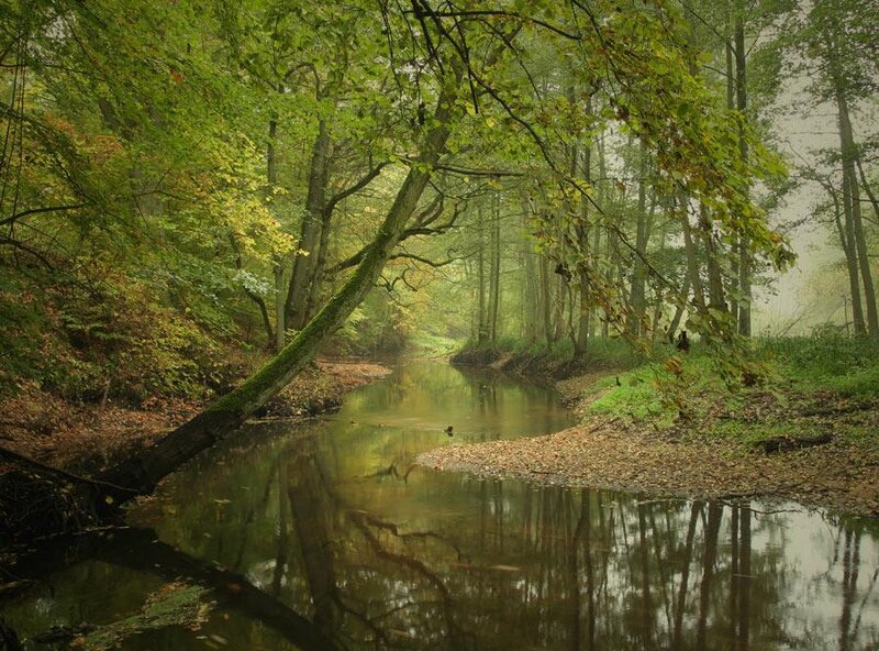 River in Forest — Green, Serene, Autumn, Photograph, Trees