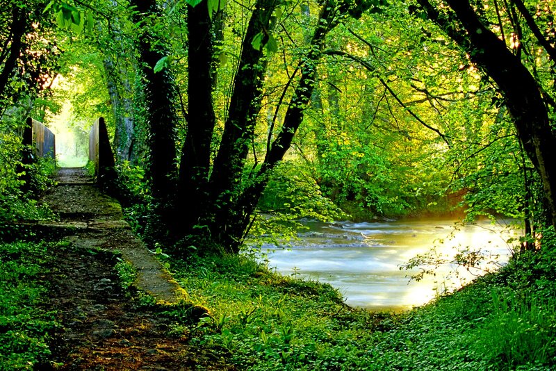 River in Forest — Green, Serene, Morning, Photograph, Path