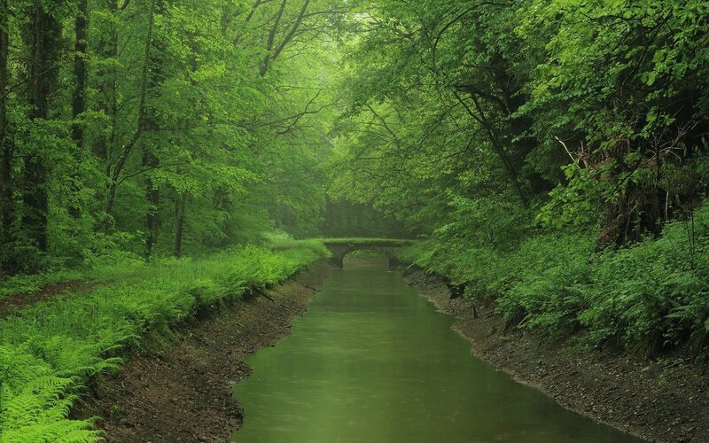 River in Forest — Green, Serene, Morning, Photograph, Trees, Bridge, Ferns