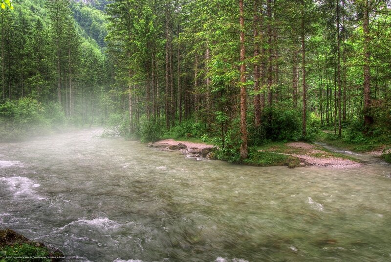 River in Forest — Green, Serene, Morning, Photograph, Trees, Mist, Rocks