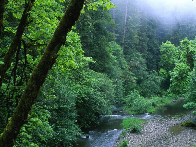 River in Forest — Green, Serene, Morning, Photograph, Trees, Moss, Fog