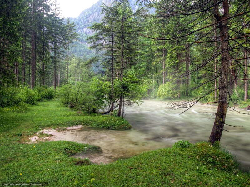 River in Forest — Green, Serene, Morning, Photograph, Trees, Mountain, Grass