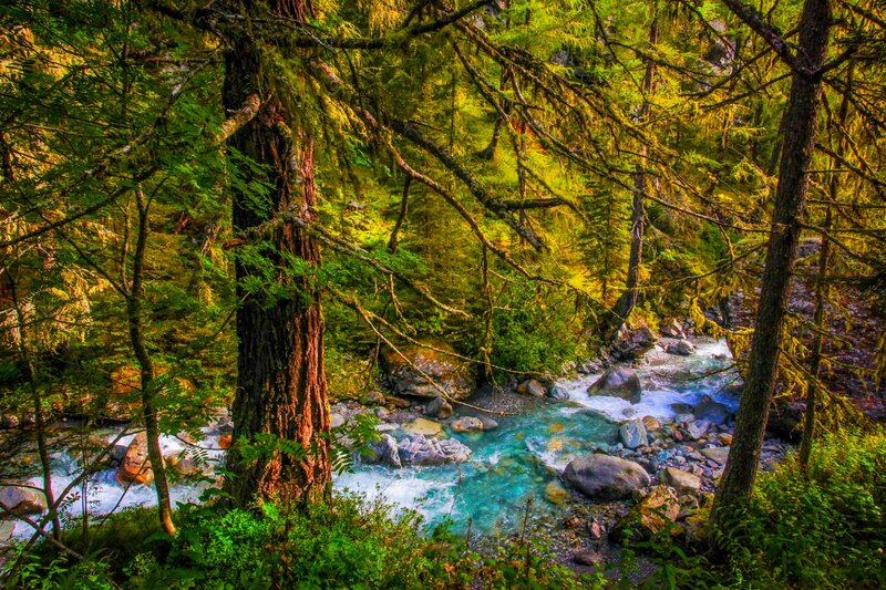 River in Forest — Green, Serene, Morning, Photograph, Trees, Rocks, Moss