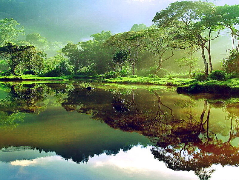 River in Forest — Green, Serene, Morning