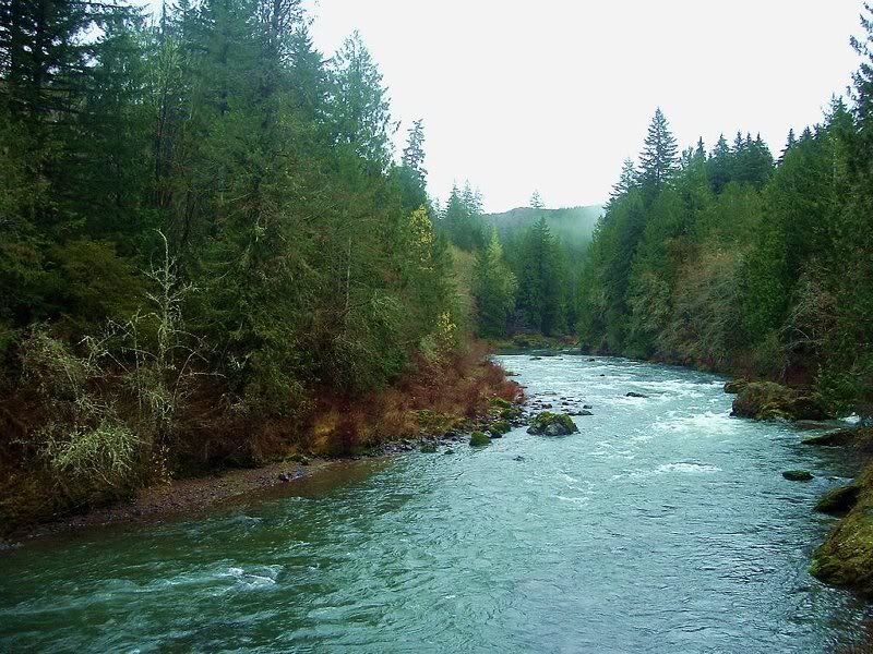 River in Forest — Green, Serene, Photograph