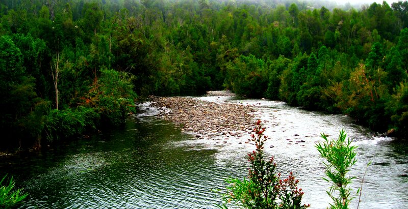 River in Forest — Green, Serene, Photograph, Trees
