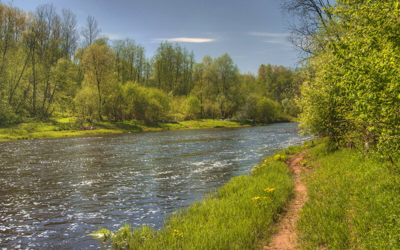 River in Forest — Green, Serene, Spring, Photograph