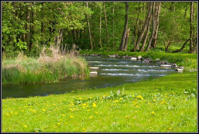 River in Forest — Green, Serene, Spring, Photograph, Trees, Grass, Flowers