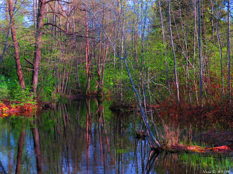 River in Forest — Green, Serene, Spring, Photograph, Trees, Reflection