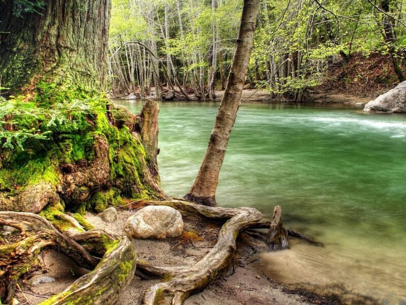 River in Forest — Green, Serene, Spring