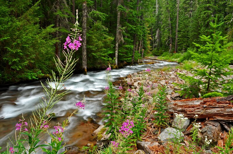 River in Forest — Green, Serene, Summer, Photograph, Flowers, Trees, Rocks