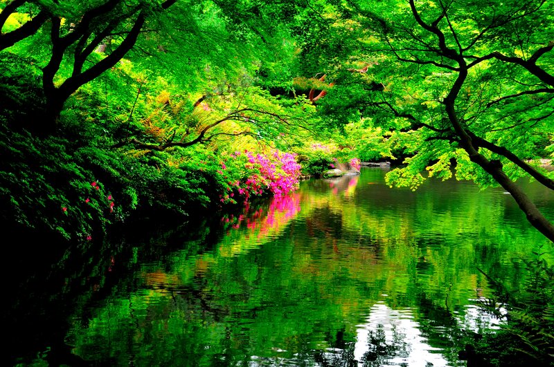 River in Forest — Green, Serene, Summer, Photograph