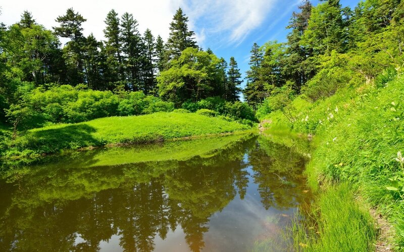 River in Forest — Green, Serene, Summer, Photograph, Trees, Grass
