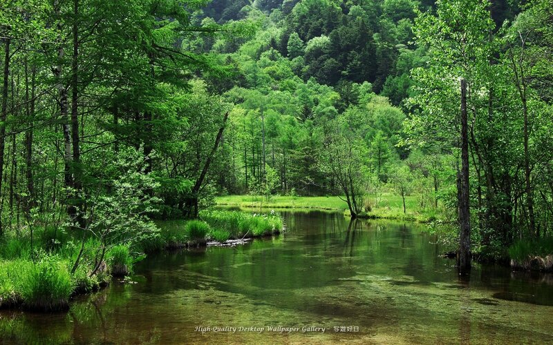 River in Forest — Green, Serene, Summer, Photograph, Trees, Grass, Water, Brown