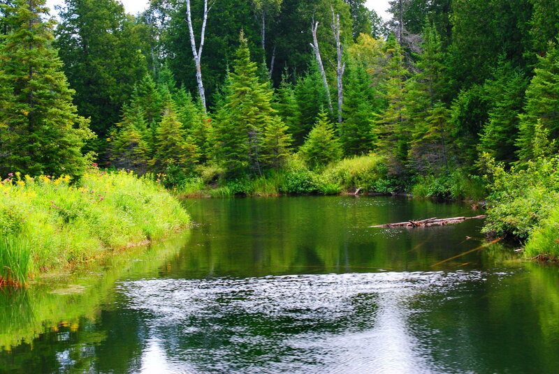 River in Forest — Green, Serene, Summer, Photograph, Trees