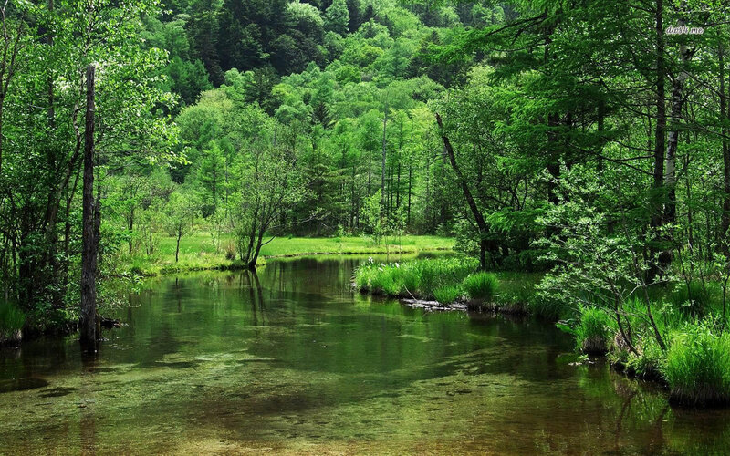 River in Forest — Green, Serene, Summer
