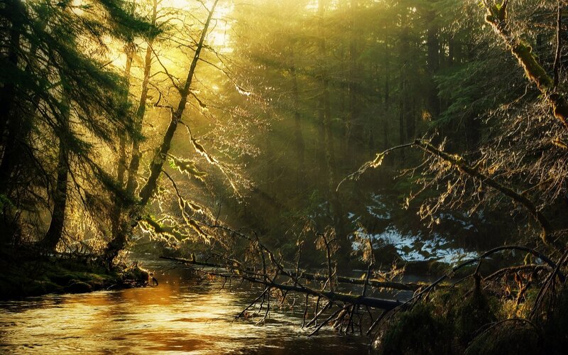 River in Forest — Green, Serene, Sunrise