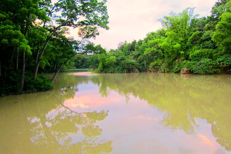 River in Forest — Green, Serene, Sunset