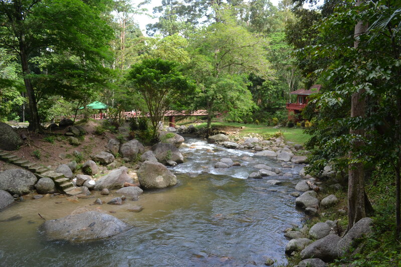 River in Forest — Green