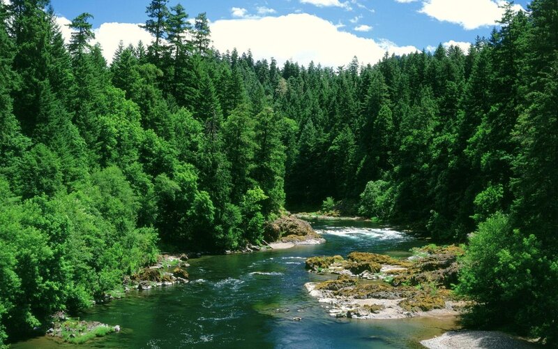 River in Forest — Green, Trees