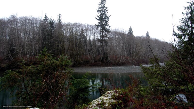 river in forest landscape