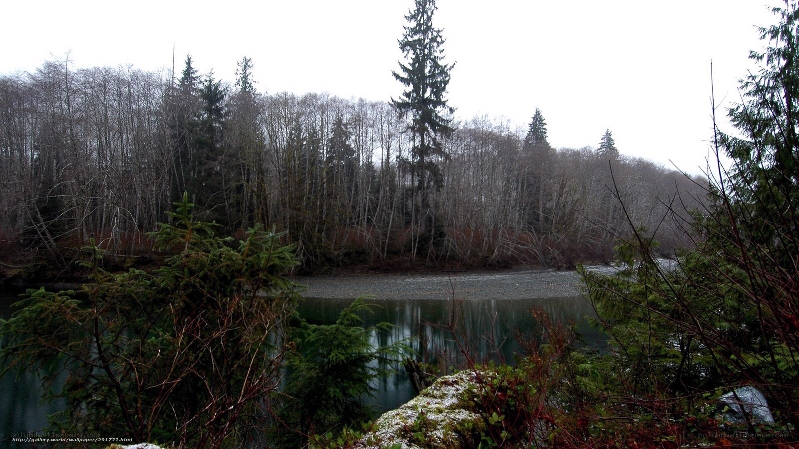 river in forest landscape