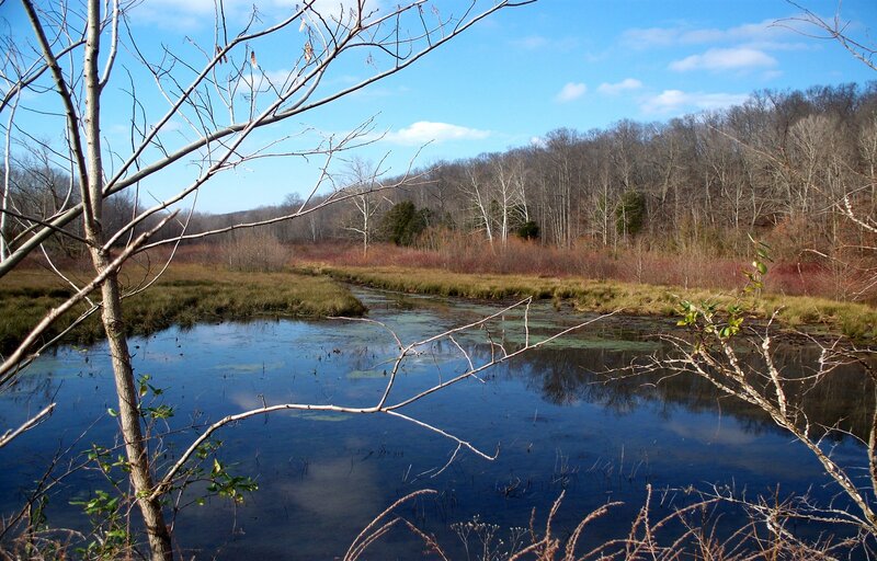 River in Forest Marsh