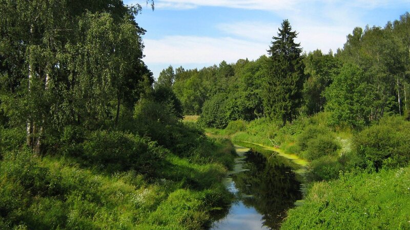 River in Forest — Photograph