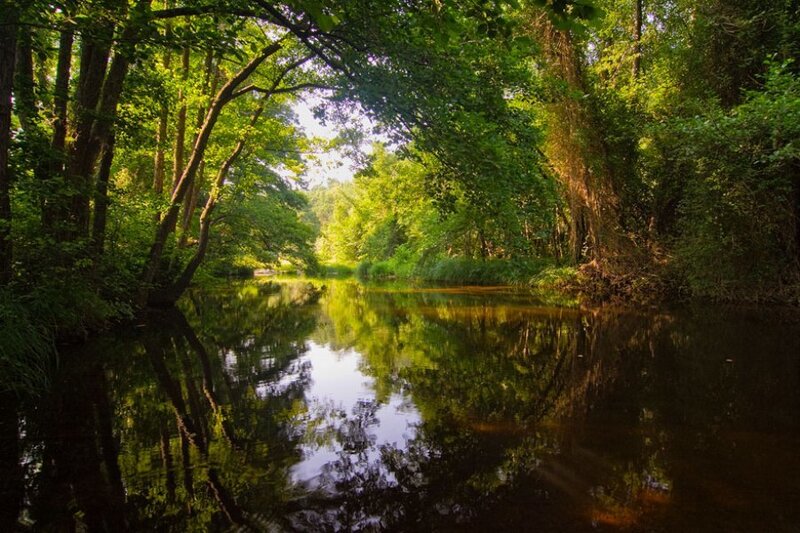 River in Forest