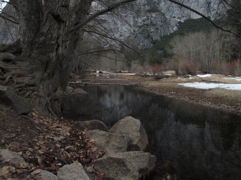 River in Forest Valley — Gray