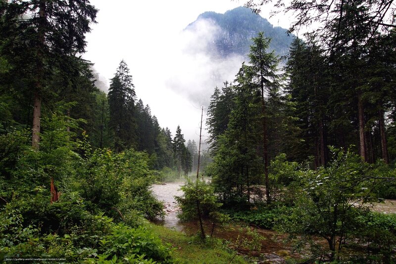 River in Forest Valley — Green, Misty, Photograph
