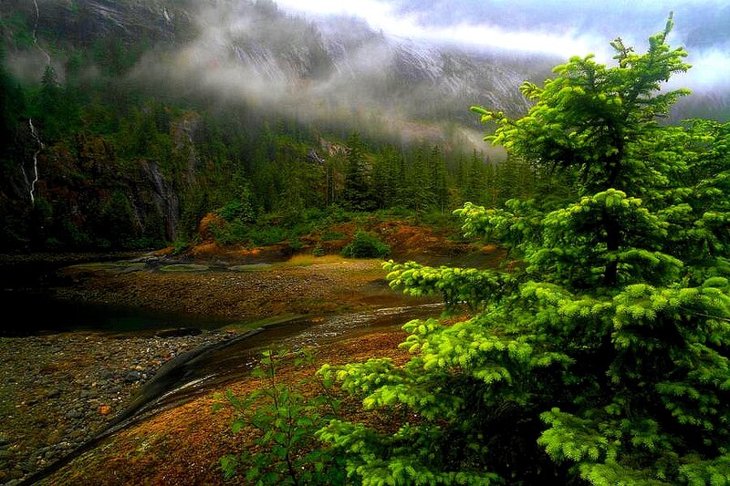 River in Forest Valley — Green, Misty, Photograph, Trees