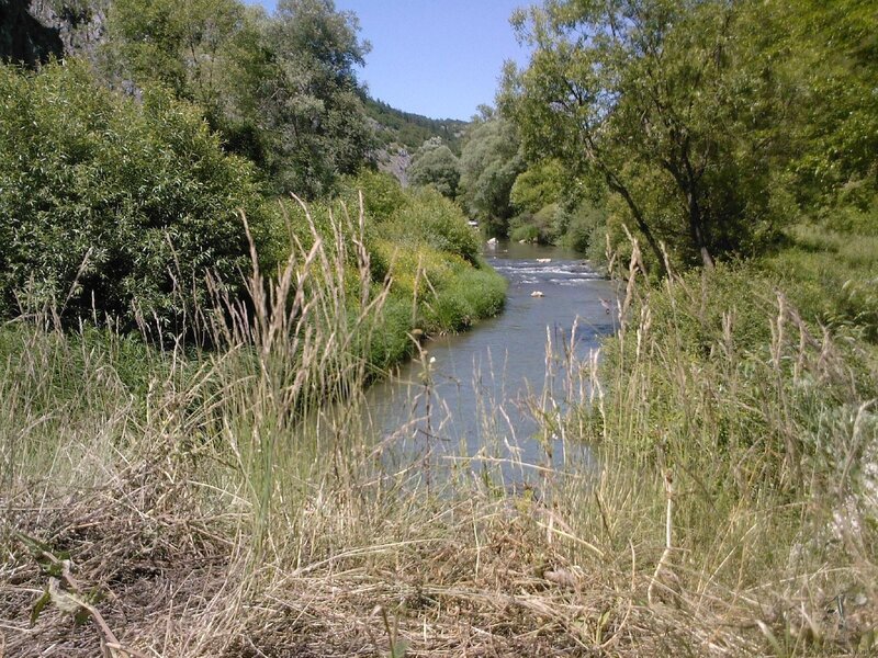 River in Forest Valley — Green, Serene, Afternoon, Photograph, Trees, Grass, Rocks