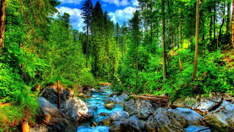 River in Forest Valley — Green, Serene, Afternoon, Photograph, Trees, Rocks, Stream
